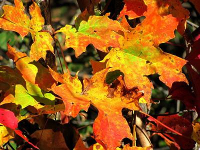 20211121-gm-garden-Fall Leaves _ RichardBH _ Flickr.jpg