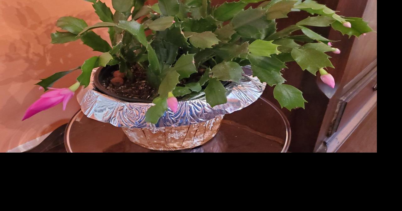Good To Grow: It Must Be Christmas -- My Cactus Is Blooming | Gardening | Wvgazettemail.com