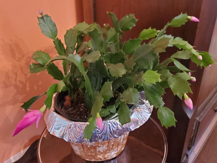 Good To Grow It Must Be Christmas My Cactus Is Blooming Gardening Wvgazettemail Com