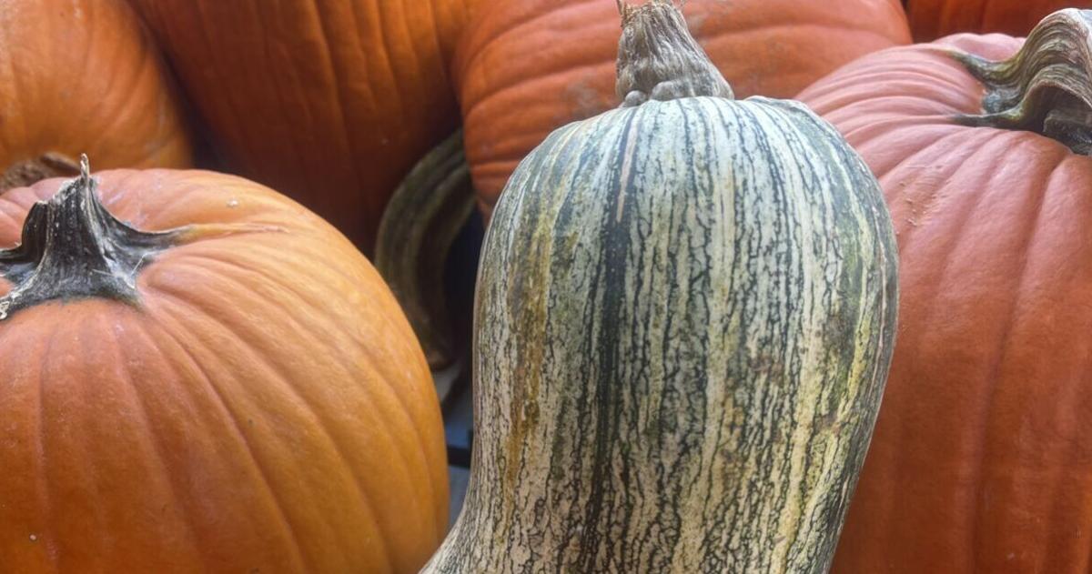 WV Culinary Team: Cushaw -- | ein altmodischer Kürbis mit ...