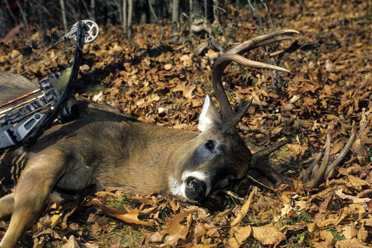 Abundant acorns might disperse deer, but WV DNR still expects good
