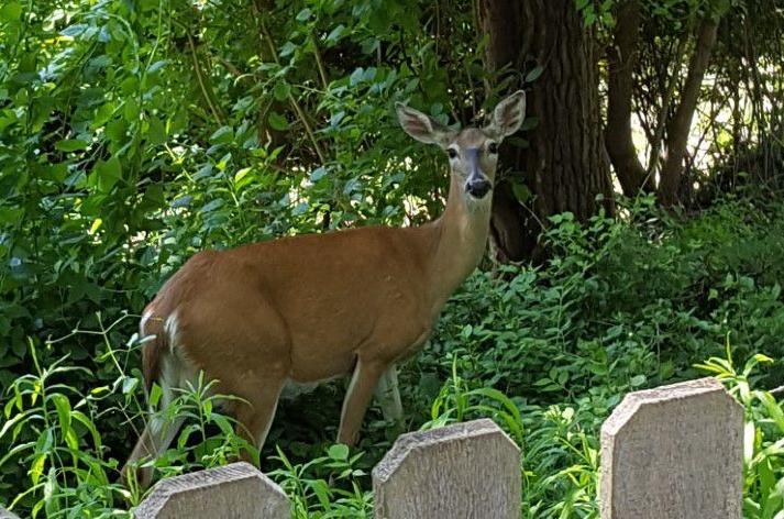 Good to Develop: Oh, deer. What have you ever achieved? | Gardening