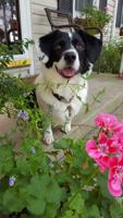 Good 2 Grow: Lessons learned from the pup