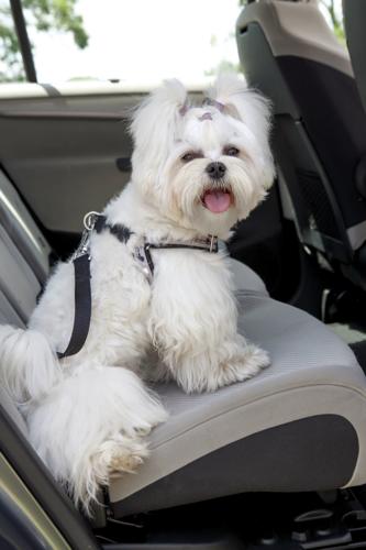 Dog safe in the car