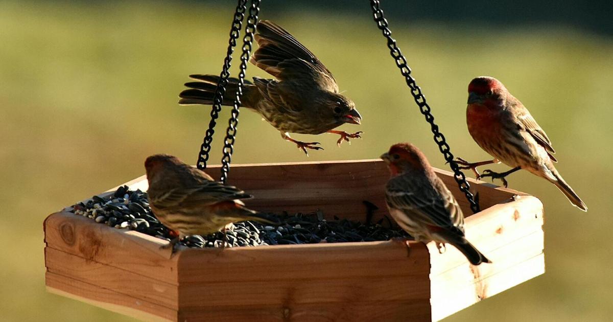 Alabama Wildlife Center in Pelham raising funds to continue its rehabilitation, education efforts