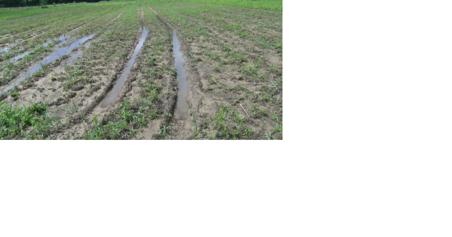 Local farmers are battling against excessive rain | News | wvua23.com