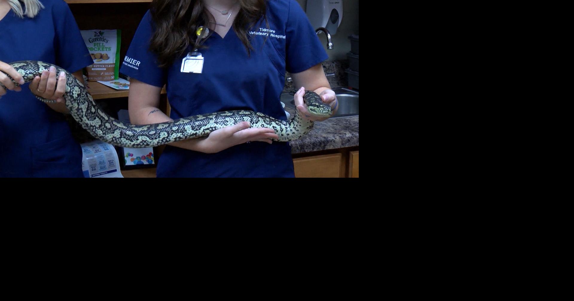 PYTHON PATROL: CITY OF TUSCALOOSA RECOVERS CARPET PYTHON, STILL ...