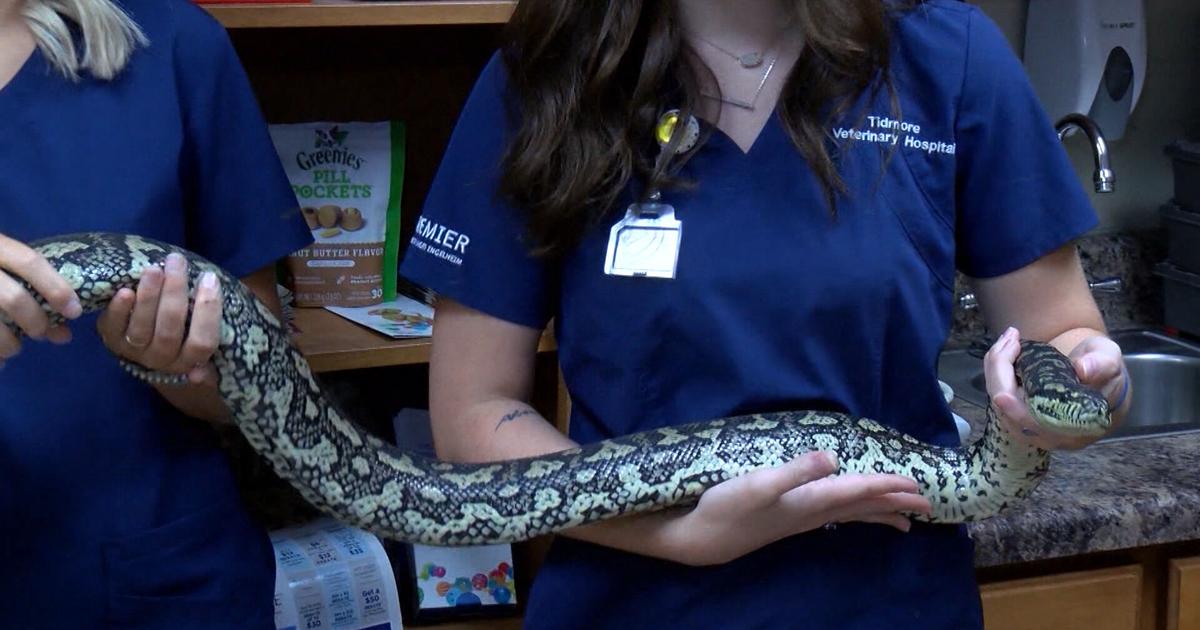 shelby township police spent wednesday night digging a... PYTHON PATROL: CITY OF TUSCALOOSA RECOVERS CARPET PYTHON, STILL ...