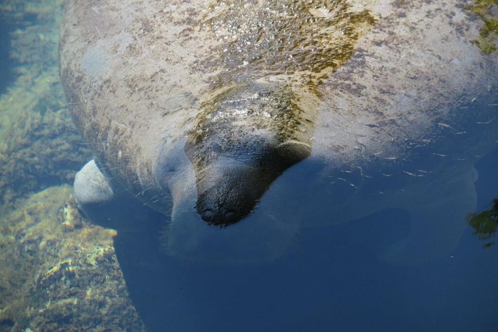 55 tons of lettuce fed to Florida’s starving manatees | Regional & U.S