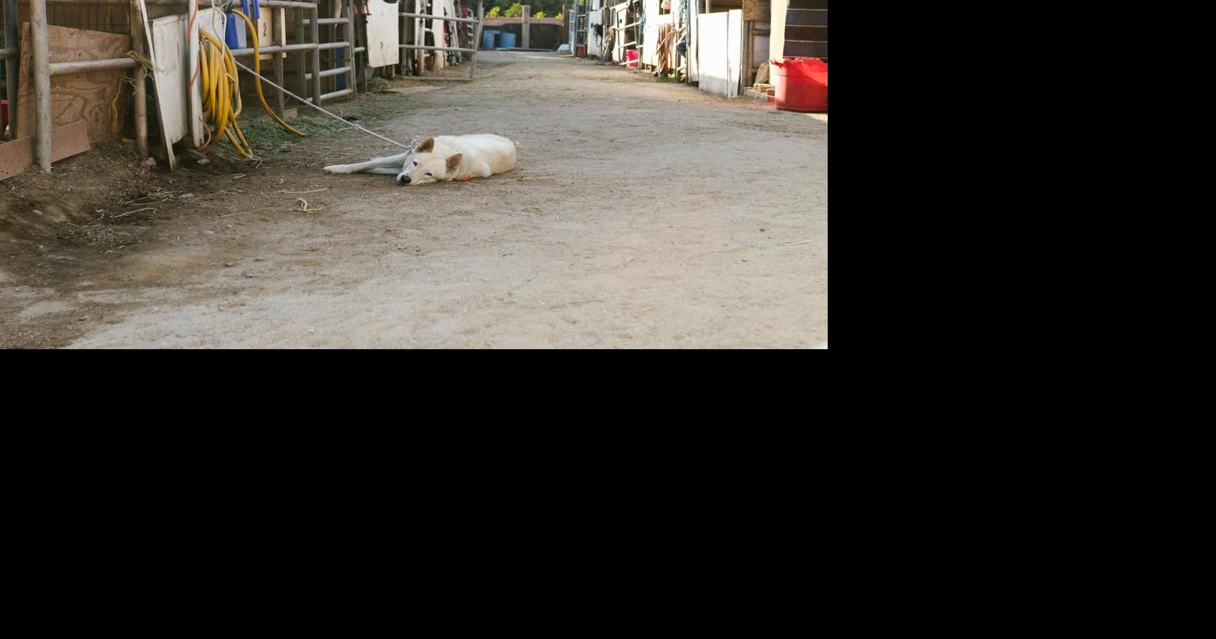 Beau's Law, which limits dog tethering, awaiting governor's signature