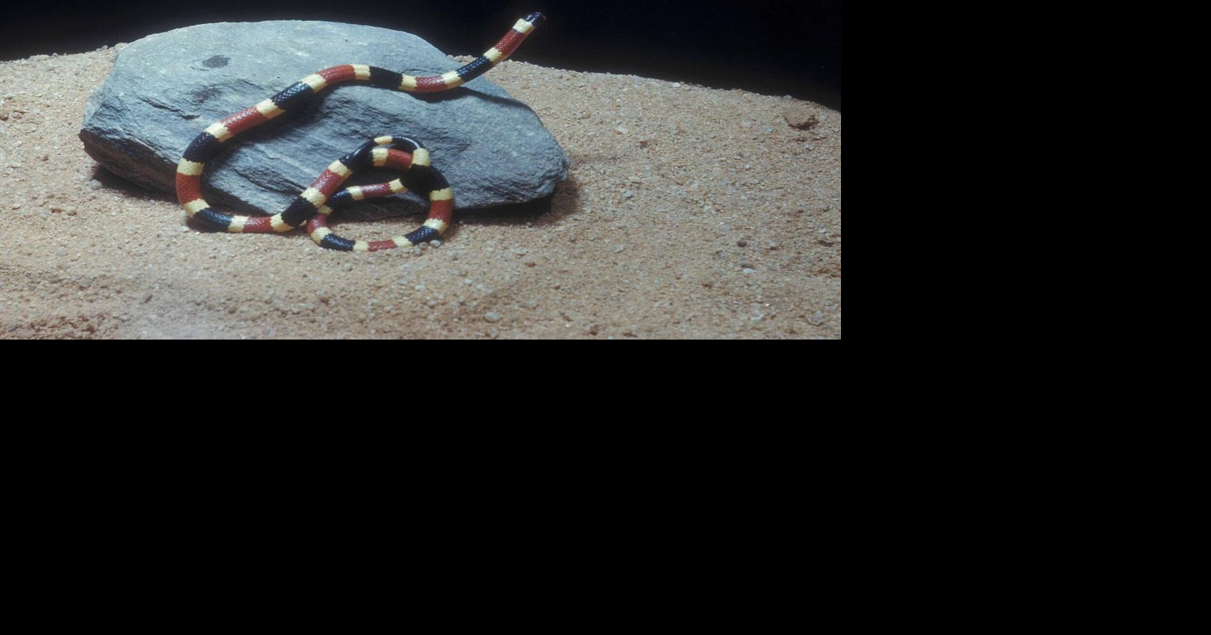 ALABAMA MAN PARALYZED BY CORAL SNAKE REMAINS IN ICU Alabama News