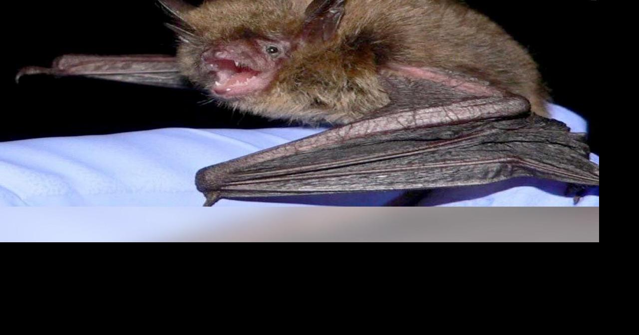 US bat species devastated by fungus now listed as endangered | Regional ...