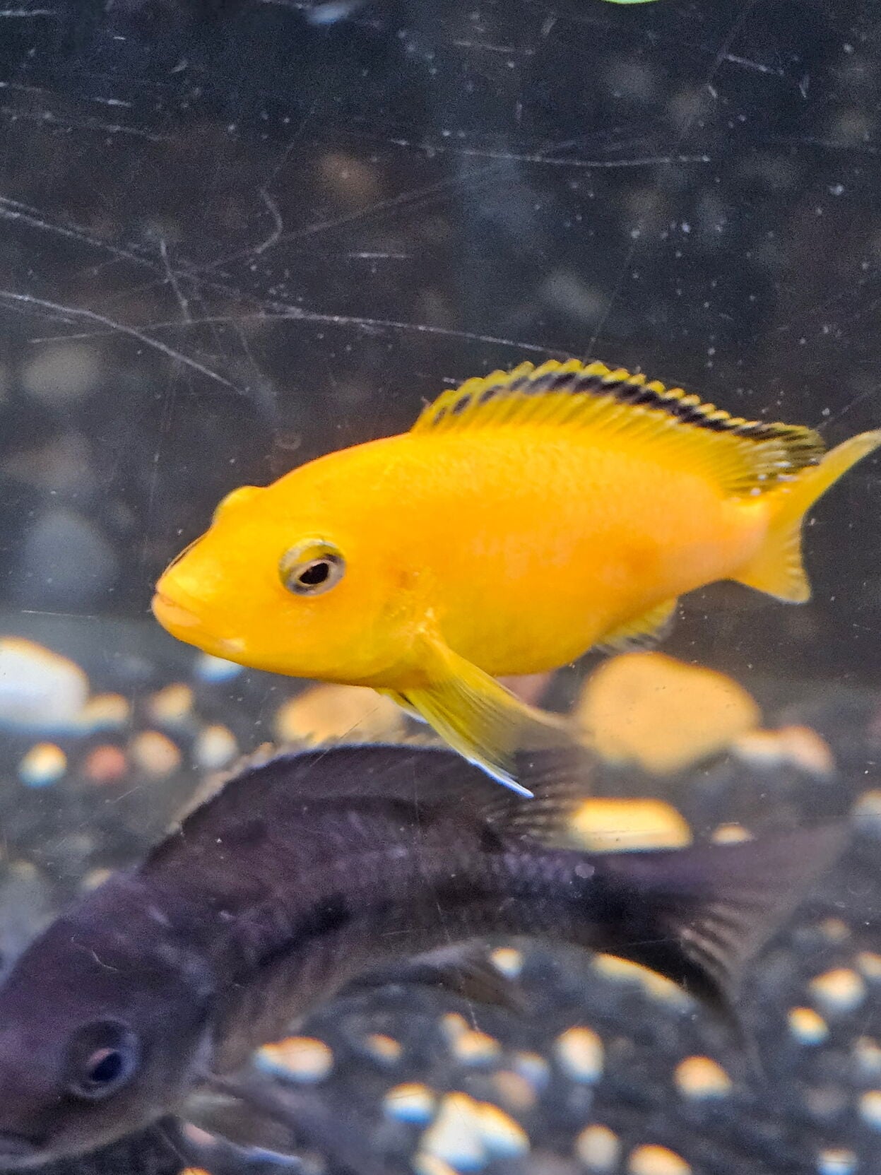 Looking for a unique pet? Sounds Fishy Aquatics and Exotics has you ...