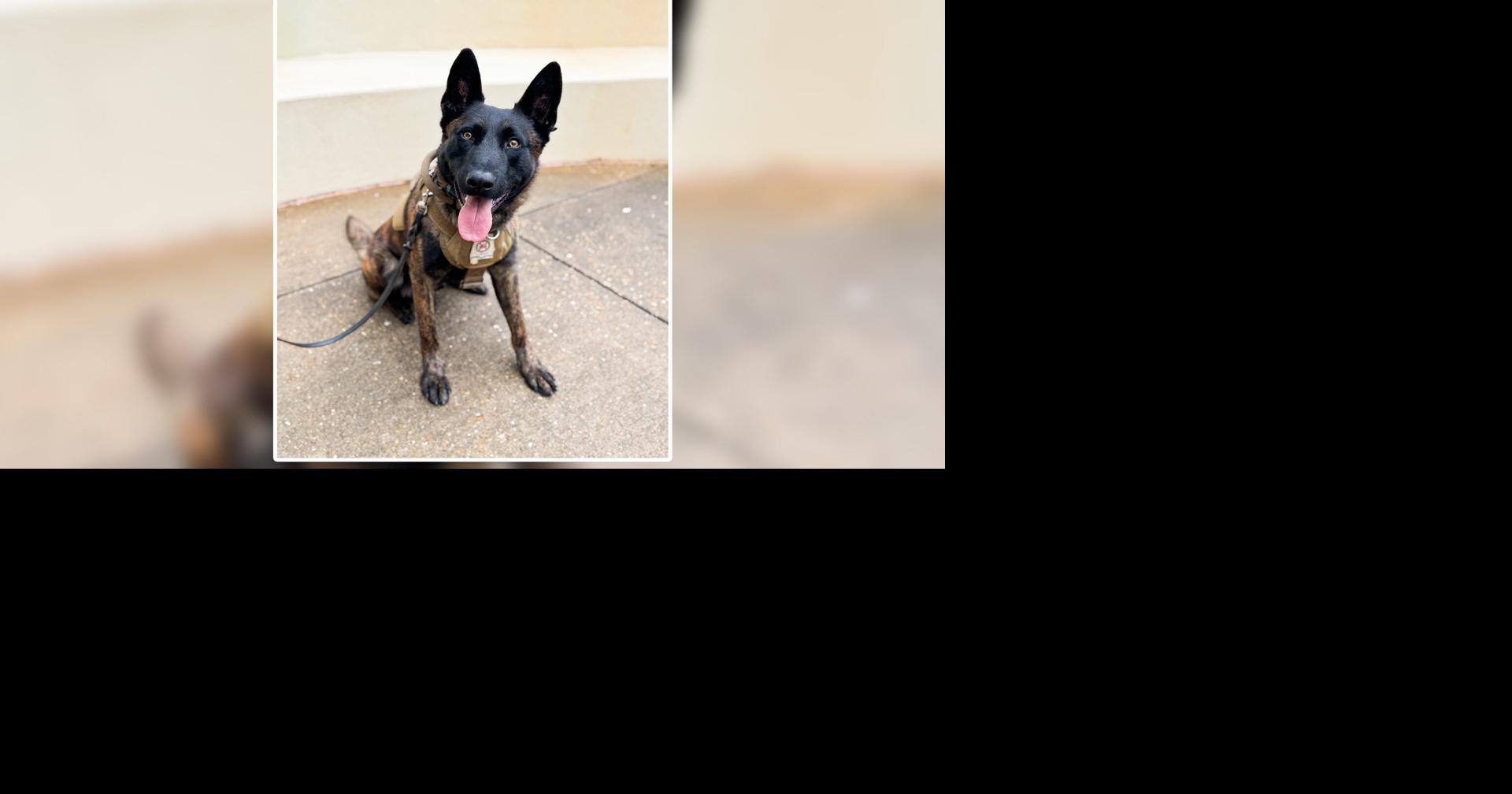 Alabama Law Enforcement Agency K9 officer getting armor donation