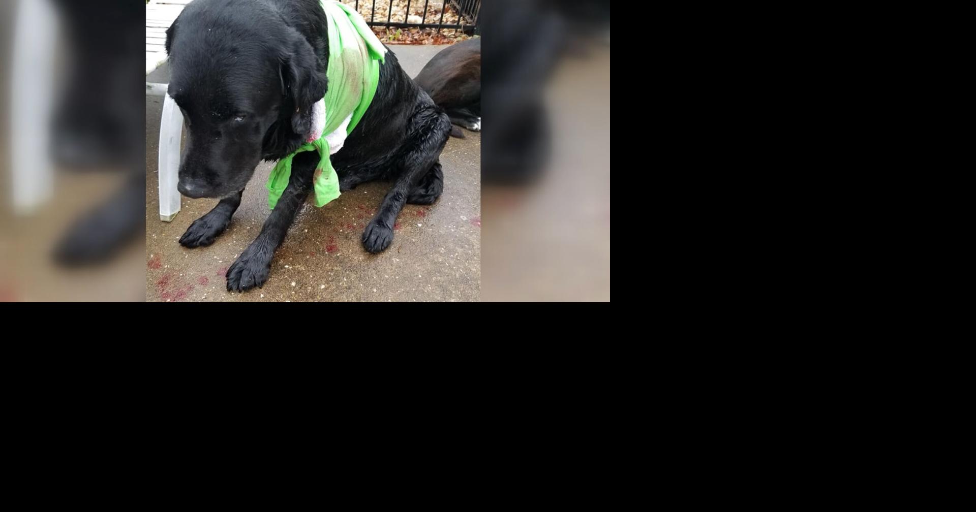 FAMILY LOOKING FOR ANSWERS AFTER DOG FOUND SHOT IN NECK | Archives ...