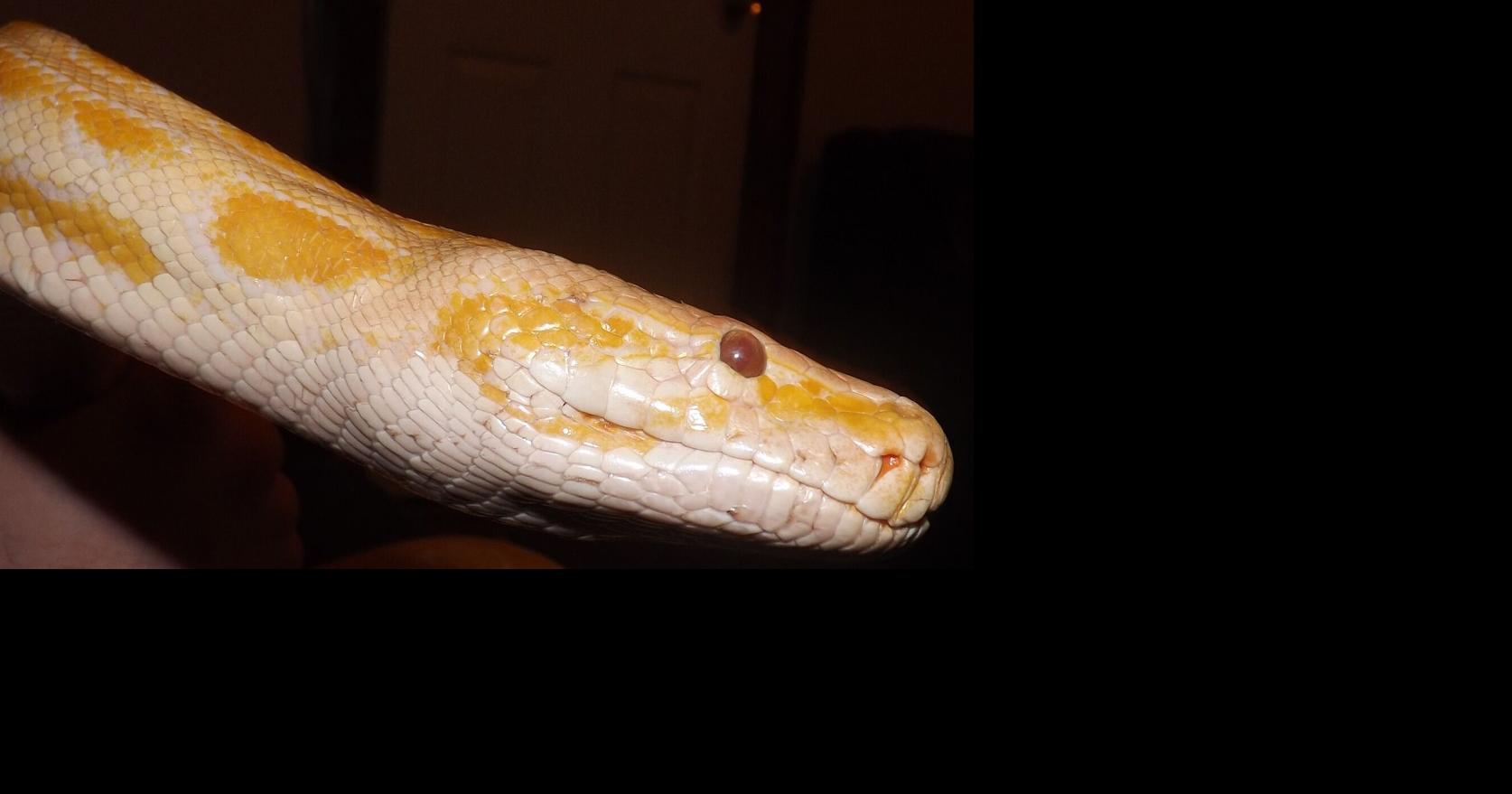 PET PYTHON REMAINS ON THE LAM IN TUSCALOOSA | Archives | wvua23.com