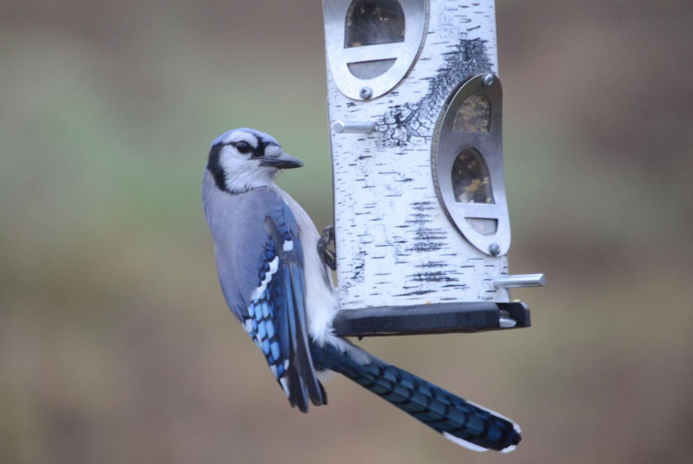 Thom Smith Do Not Doubt The Blue Jay S Capabilities Home Garden Berkshireeagle Com