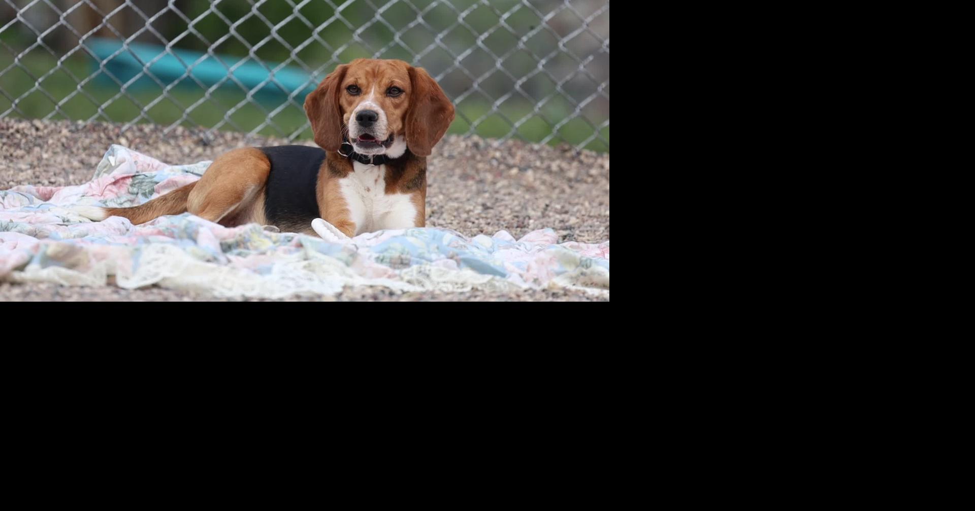 Winona Area Humane Society begins long recovery process for 20 rescued beagles from Ridglan Farms