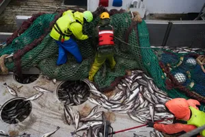 Alaska Trawling Dispute Raises Concerns Over Fish Stick Supply