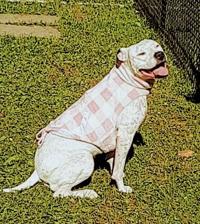 Pearl is up for adoption at La Crescent Animal Rescue | Community Pearl is up for adoption at La Crescent Animal Rescue | Community