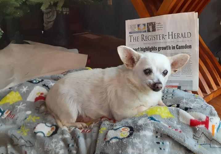 Meet Spike, officially the world's oldest living dog