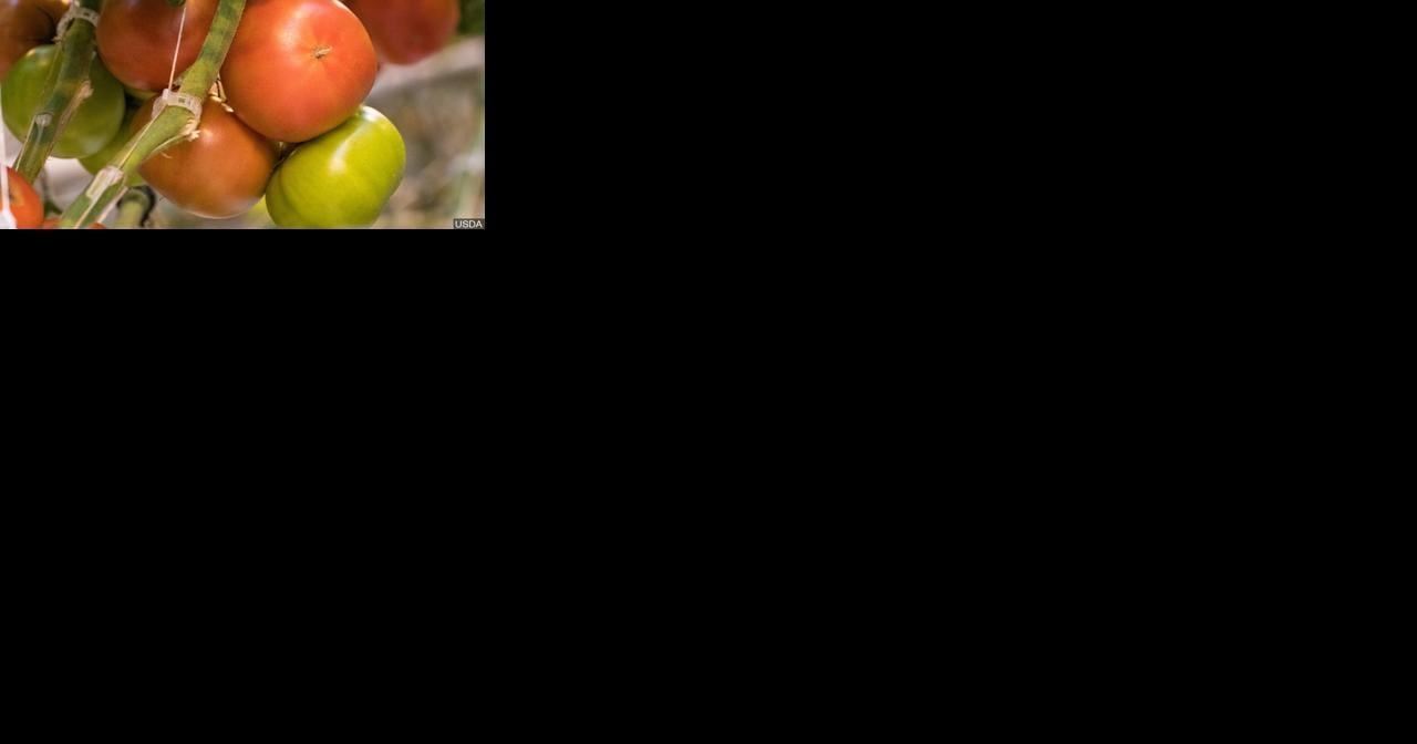 Celebrate all things tomato this weekend in Westby - Vimarsana News