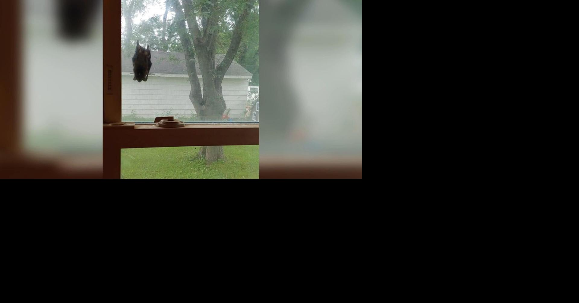 Got a bat in your house? Here's what to do News