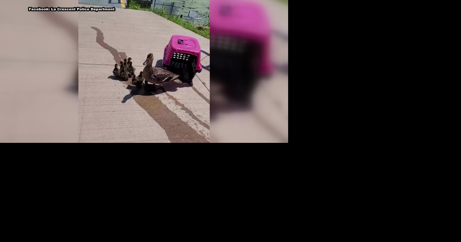 Duck family reunited after storm drain rescue in La Crescent