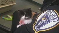 Troy police administer oath to 'police kitten