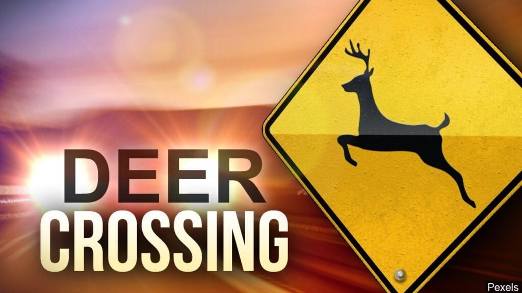 drivers-urged-to-stay-alert-for-deer-during-breeding-season-outdoors-wxow-com for Free Printable Deer Crossing Sign Drivers urged to stay alert for deer during breeding season | Outdoors | wxow.com for Free Printable Deer Crossing Sign
