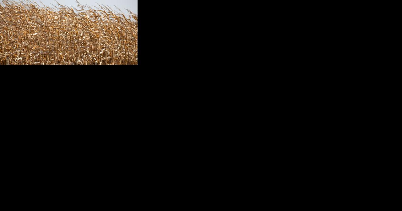 Farmers get set to harvest their crops after hot, dry growing season - Vimarsana News