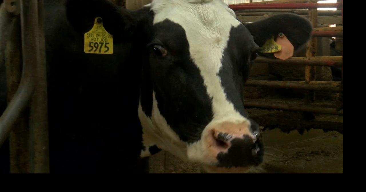 Monroe County Dairy Breakfast coming to Cashton farm Video