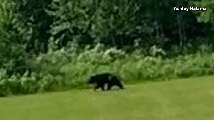 galesville bear 2