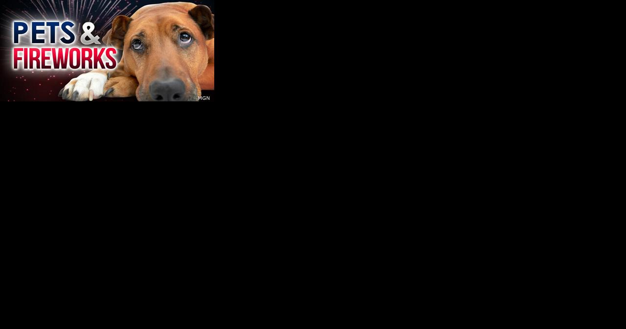 How to keep your pets safe during July 4th celebrations - Vimarsana News