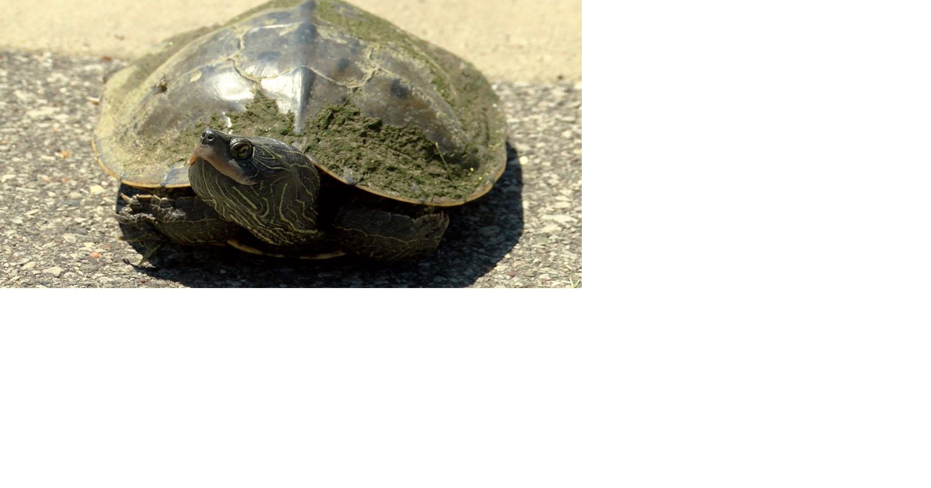 Watch out for turtles on the roadways | Wisconsin News | wxow.com