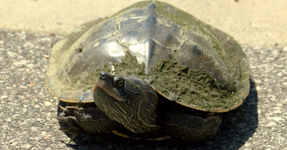 Watch out for turtles on the roadways | Wisconsin News | wxow.com