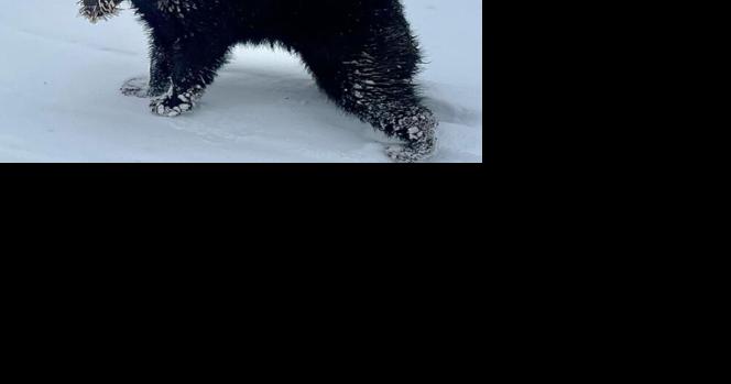 Bear cub quilled by porcupine in Rusk County - Vimarsana News