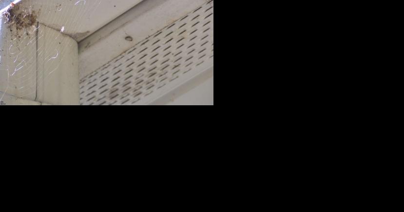 Milder winter may have increased certain Wisconsin spider populations - Vimarsana News
