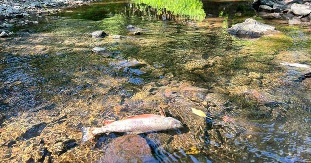 Fish kill under investigation after drains disinfected water into creek ...