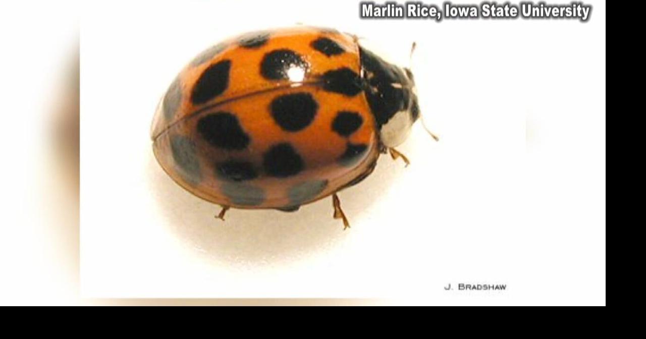 Asian Lady Beetles pose harm to pets, experts say | News