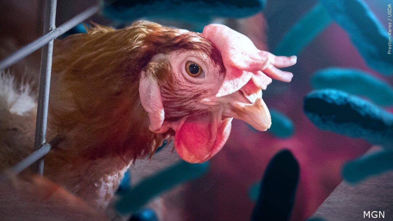 DATCP announces fourth case of bird flu in Barron County flock | Top  Stories | wxow.com