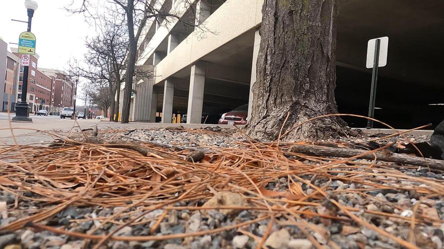 City of La Crosse to plant more trees through sustainability efforts