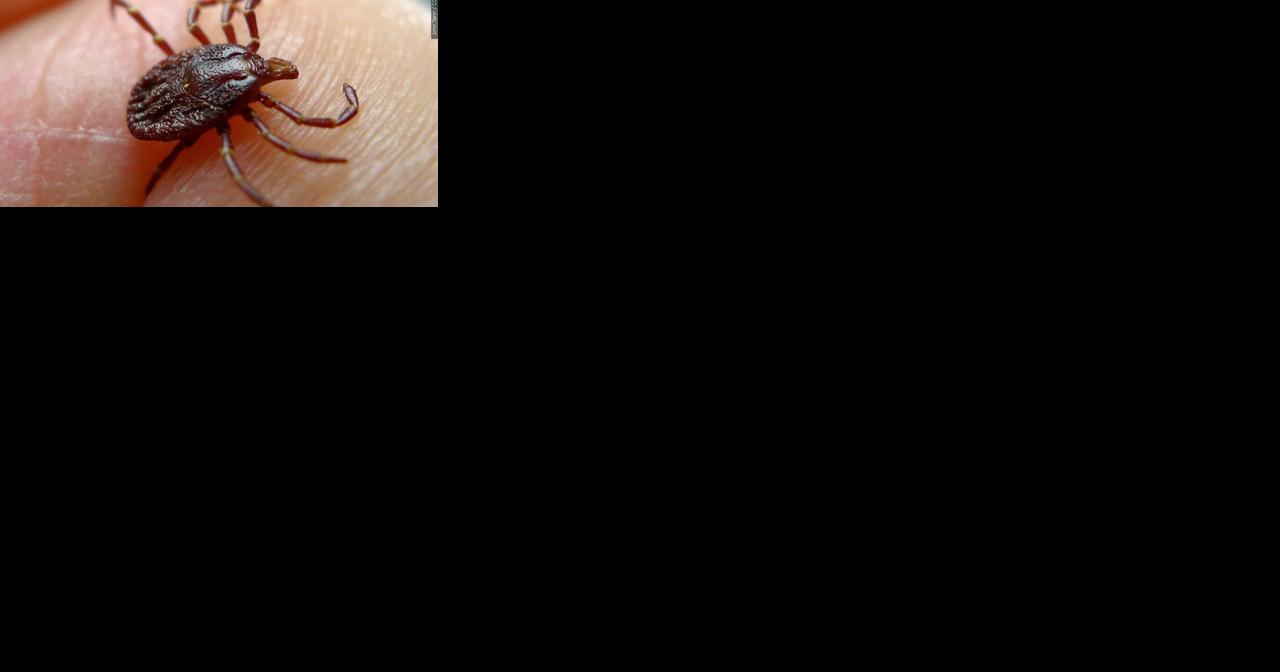 Warm temperatures bring early animal tick season - Vimarsana News