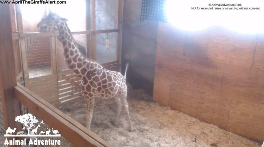Oh, baby: Animal Adventure says April the Giraffe is about to give birth  again | News 19 Daybreak 