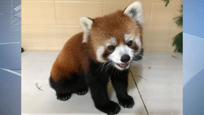 Bandit red panda