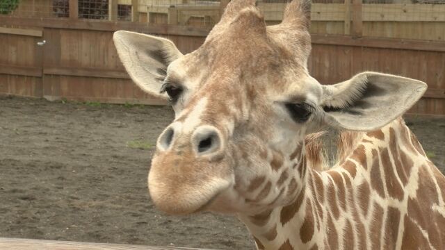 Animal Adventure: April the Giraffe has died | News 19 Daybreak 