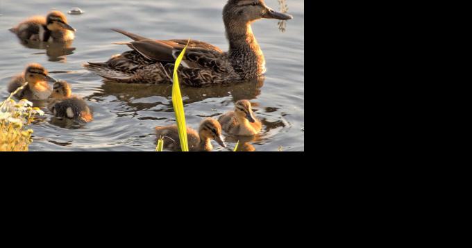 Waterfowl Avoidance Areas set up locally to help protect migrating birds - Vimarsana News