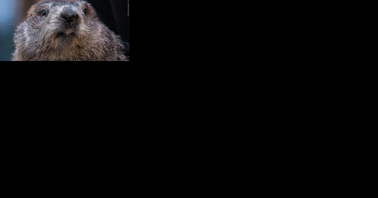 Don't like Phil's forecast? Check out these rodents instead | Top Stories - Vimarsana News