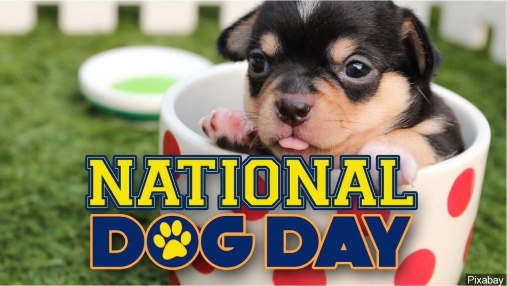 National dog deals day 2020