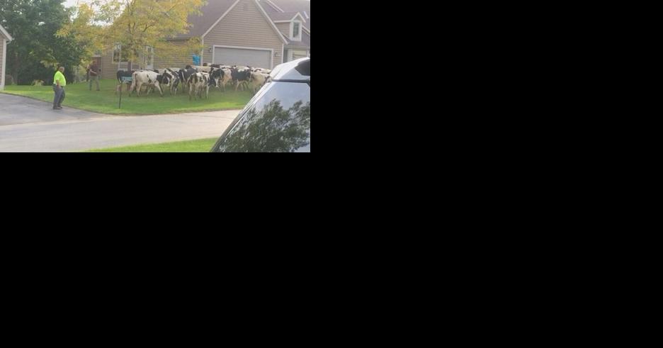 Cows get loose in Port Washington neighborhood - Vimarsana News